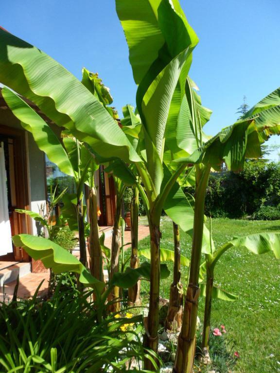 Agriturismo La Quiete Roncofreddo Exterior foto